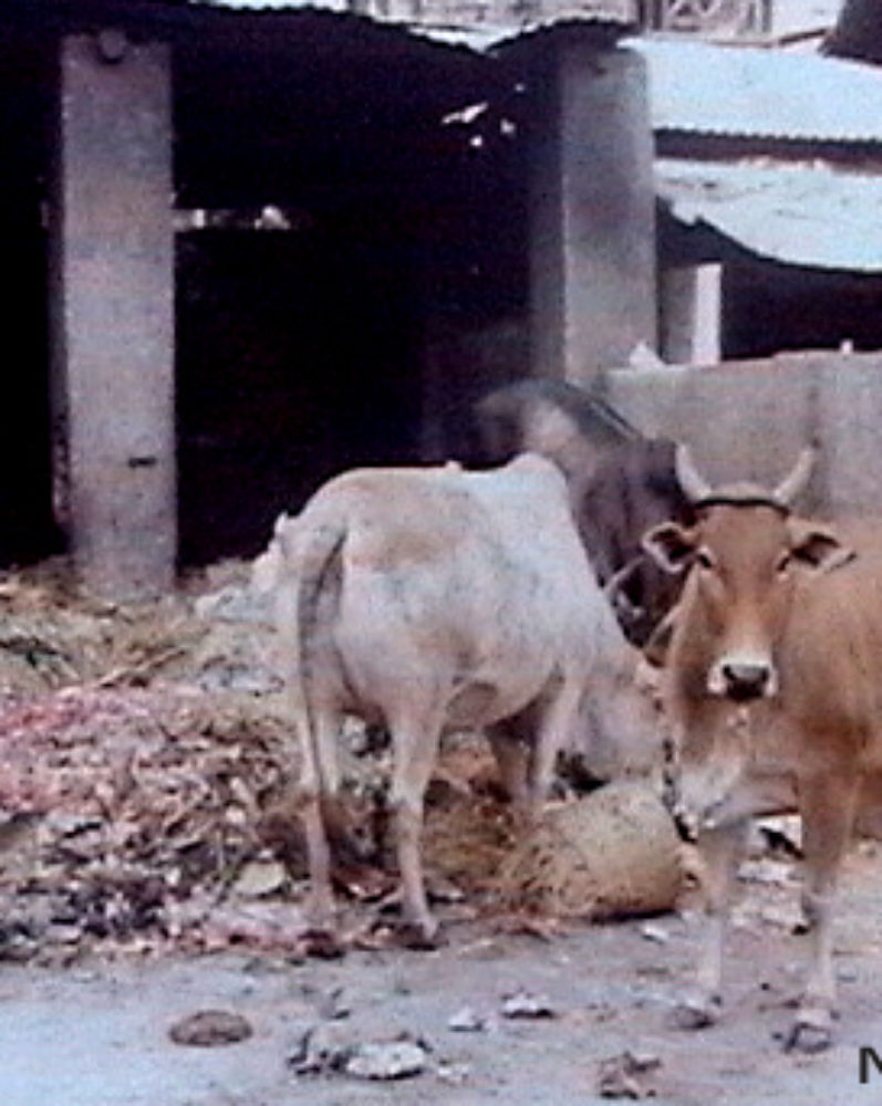 Cows outside Mumbiram’s Studio at Mandai Market