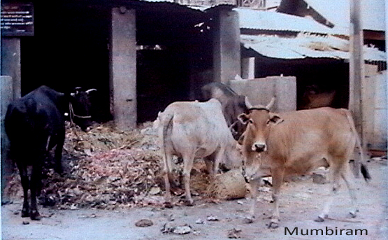 Cows outside Mumbiram’s Studio at Mandai Market