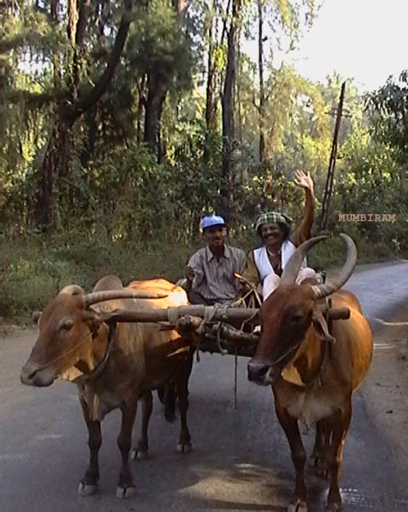 The Bullock-Cart Hijacker