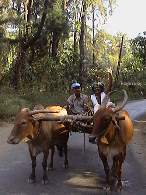 The Bullock-Cart Hijacker