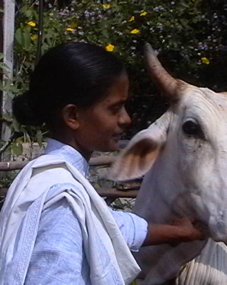 Mumbiram & Party in Sevagram 2007 (5) Maalati and the Cows