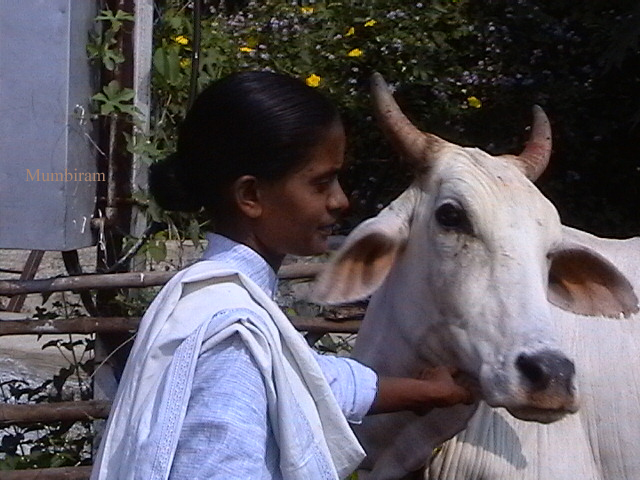 Mumbiram & Party in Sevagram 2007 (5) Maalati and the Cows