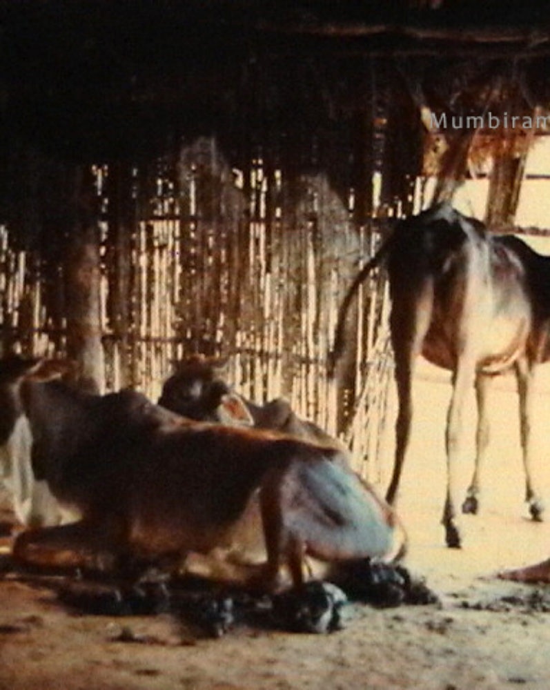 Images of Krishna’s Vrindavan