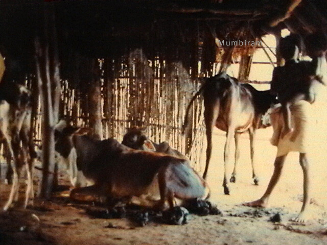 Images of Krishna’s Vrindavan